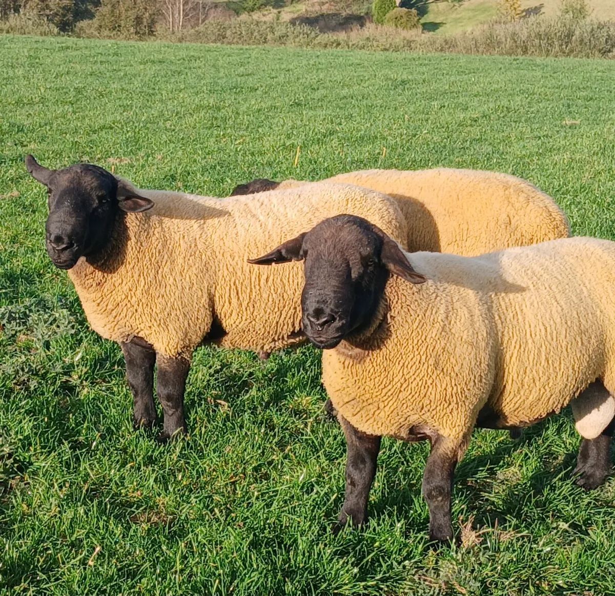 Sulfolk  hogget  rams - Image 3