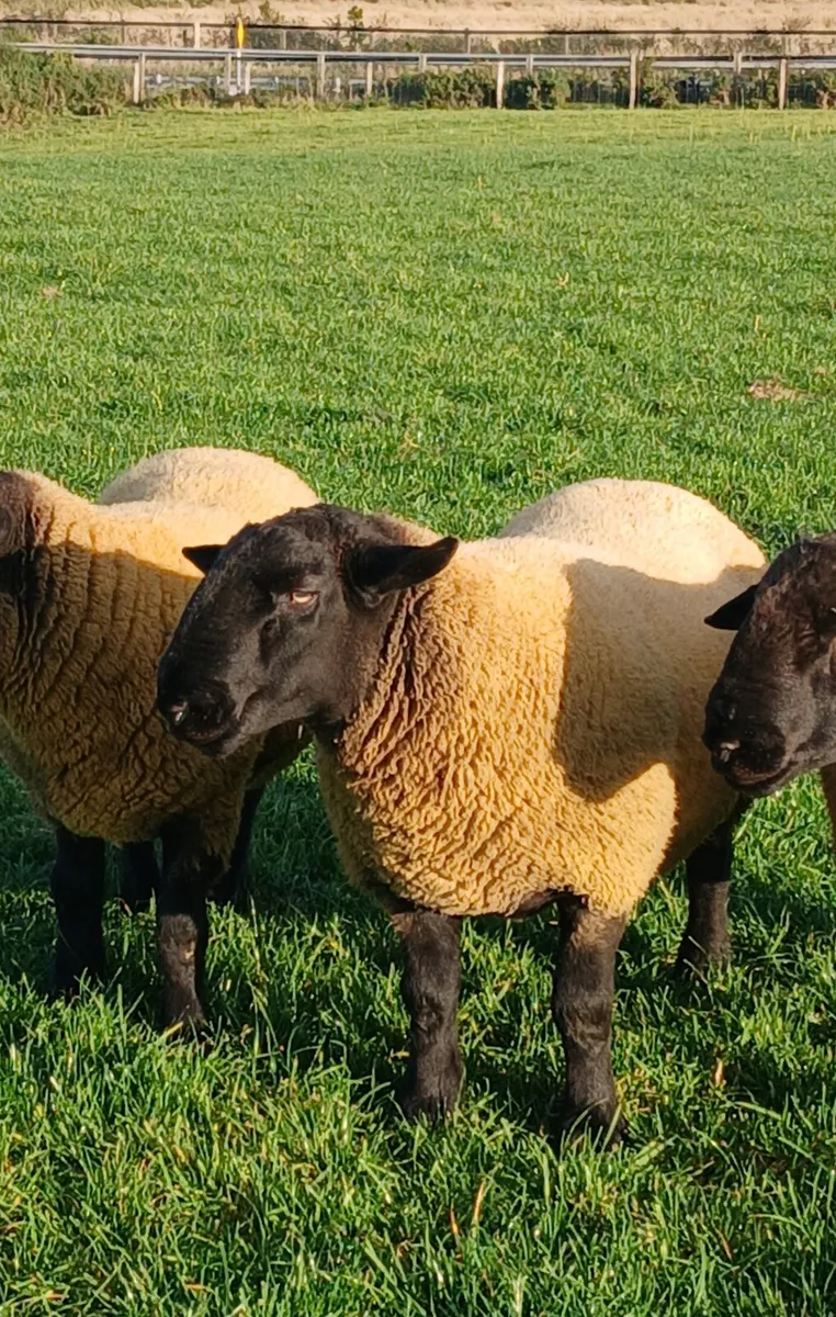 Sulfolk  hogget  rams - Image 4