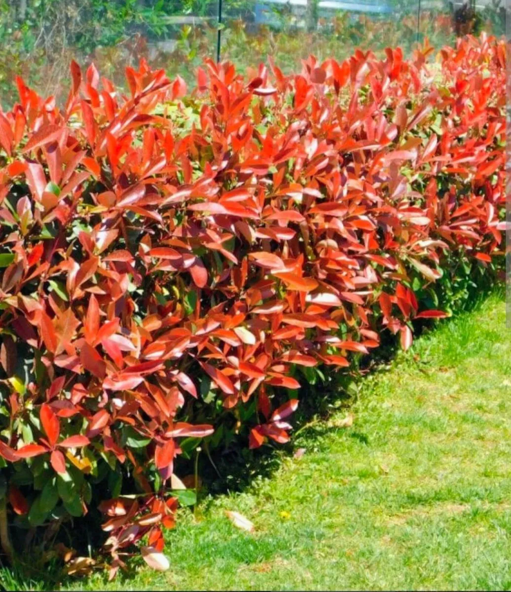 Laurel - Image 2