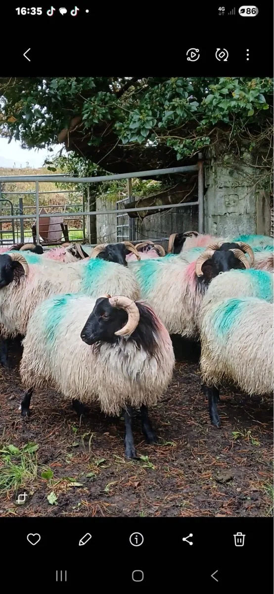 Mayo Black face ram lambs - Image 1