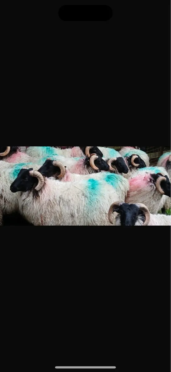 Mayo Black face ram lambs - Image 2