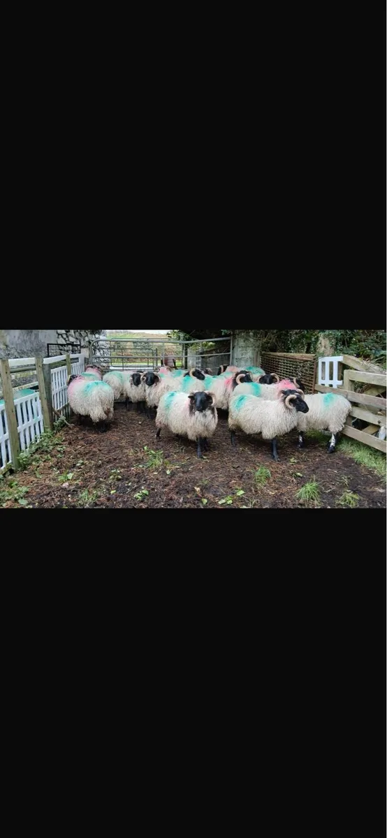 Mayo Black face ram lambs - Image 3