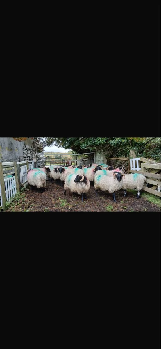 Mayo Black face ram lambs - Image 4