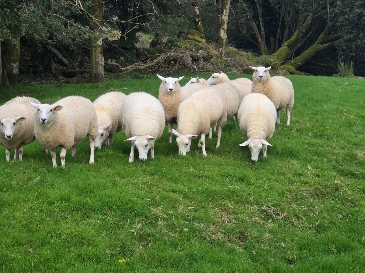 Registered Lleyn Ewe Lambs - Image 1