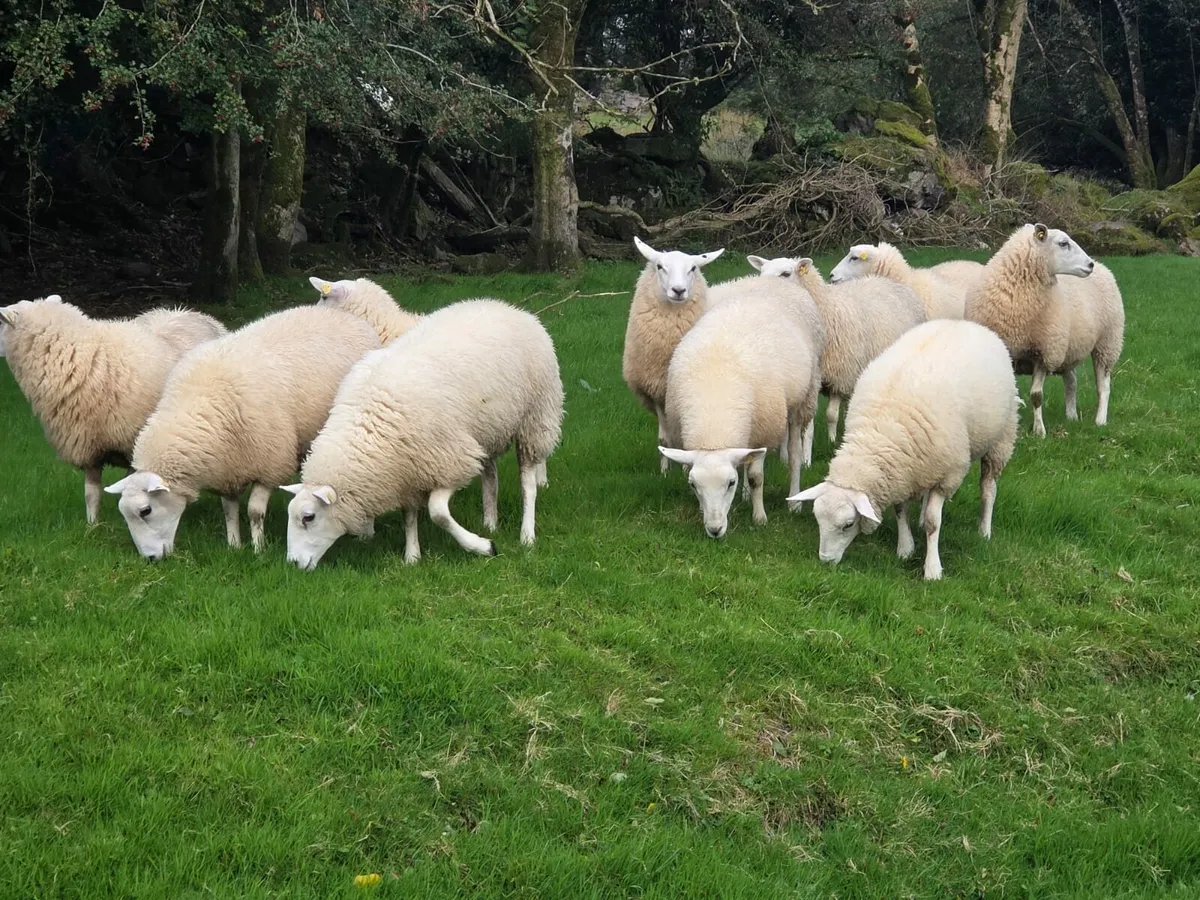 Registered Lleyn Ewe Lambs - Image 2