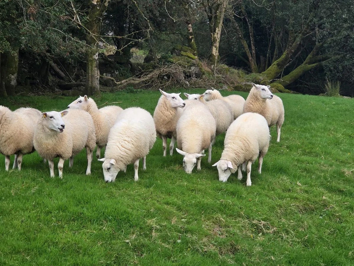 Registered Lleyn Ewe Lambs - Image 3