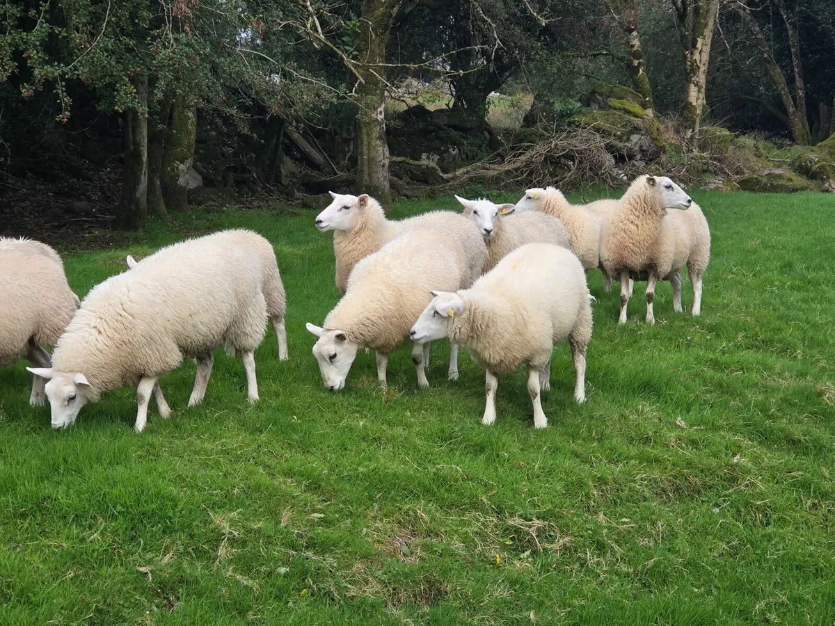 Registered Lleyn Ewe Lambs - Image 4