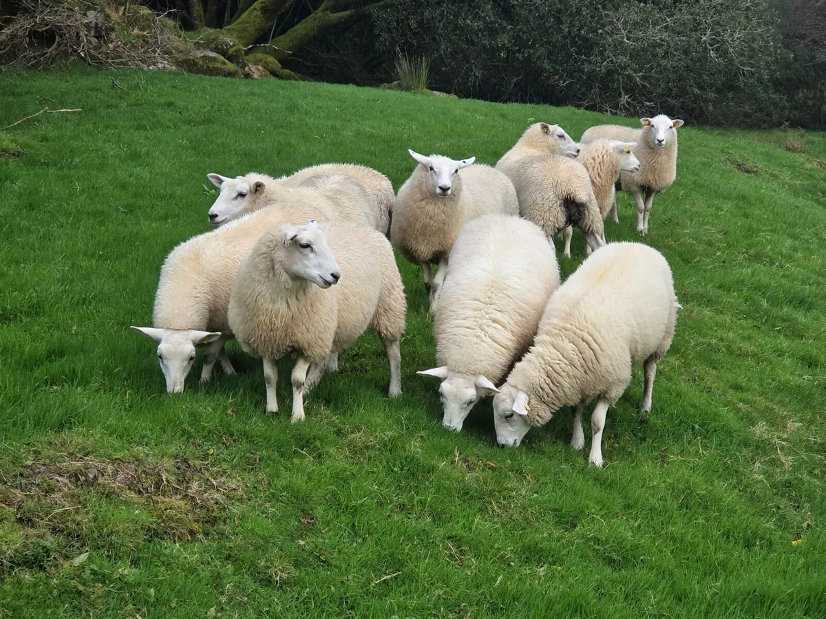 Registered Lleyn Ewe Lambs - Image 1