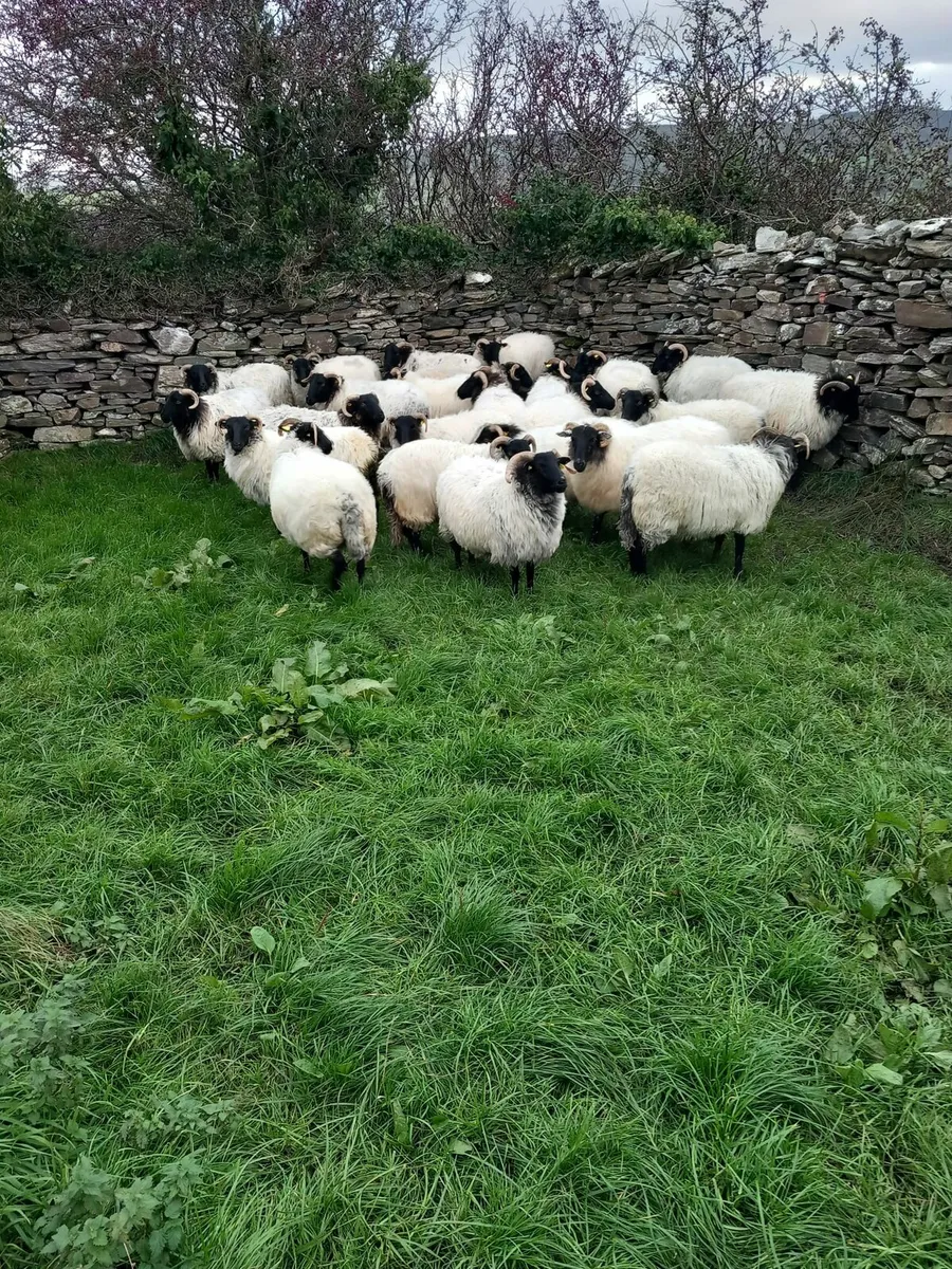Sheep - Image 1