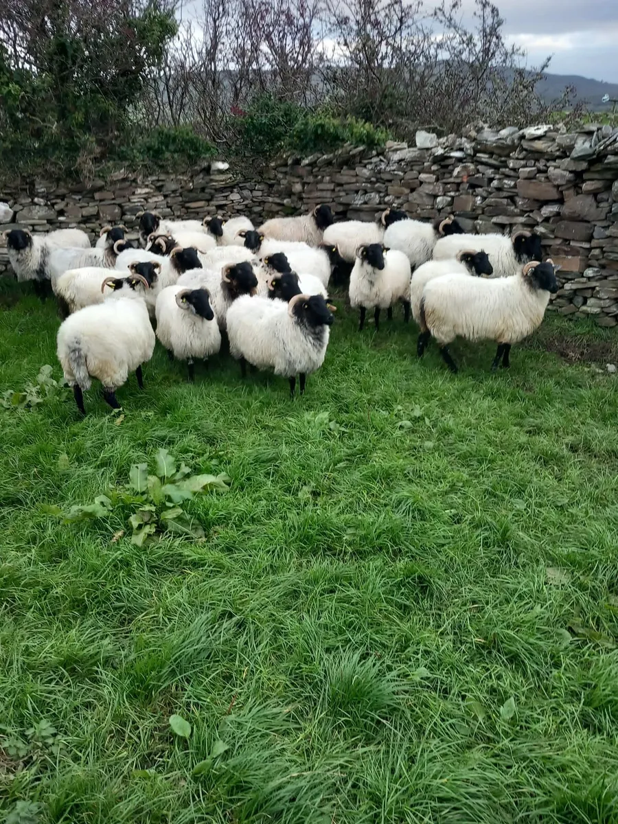 Sheep - Image 2