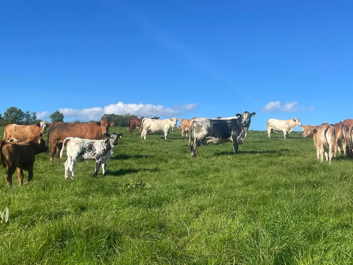 Cows and calves - Image 1