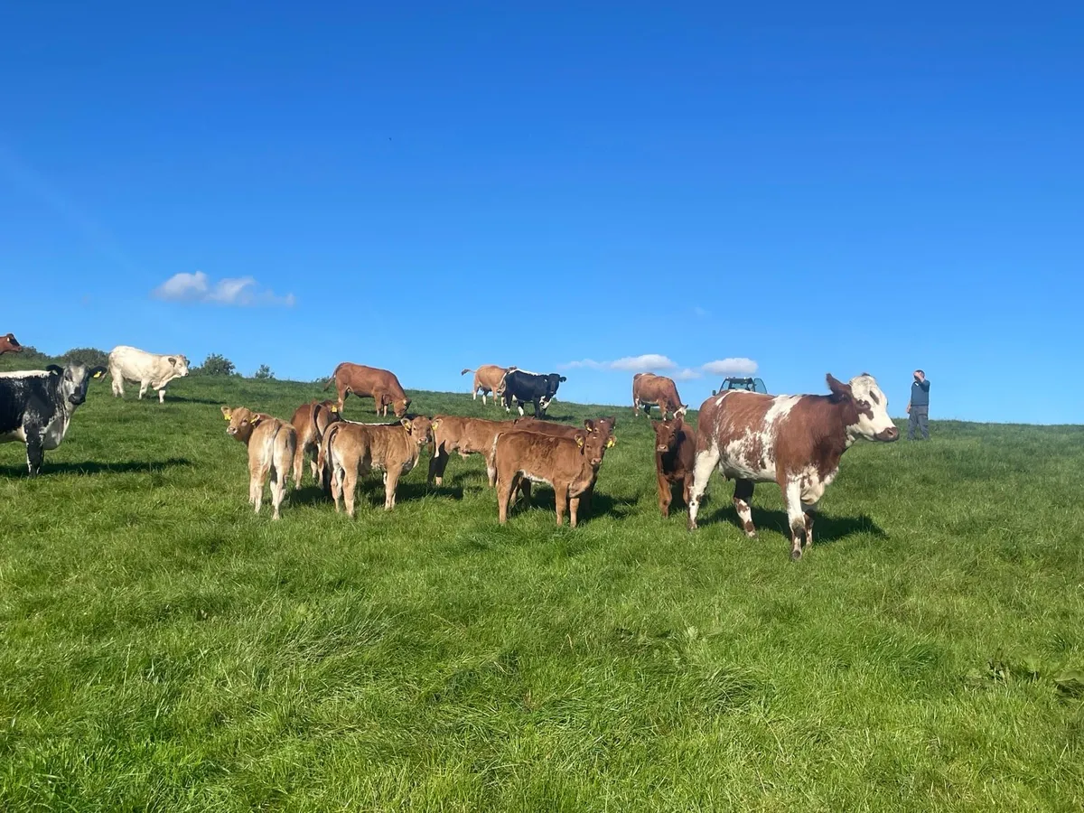 Cows and calves - Image 2