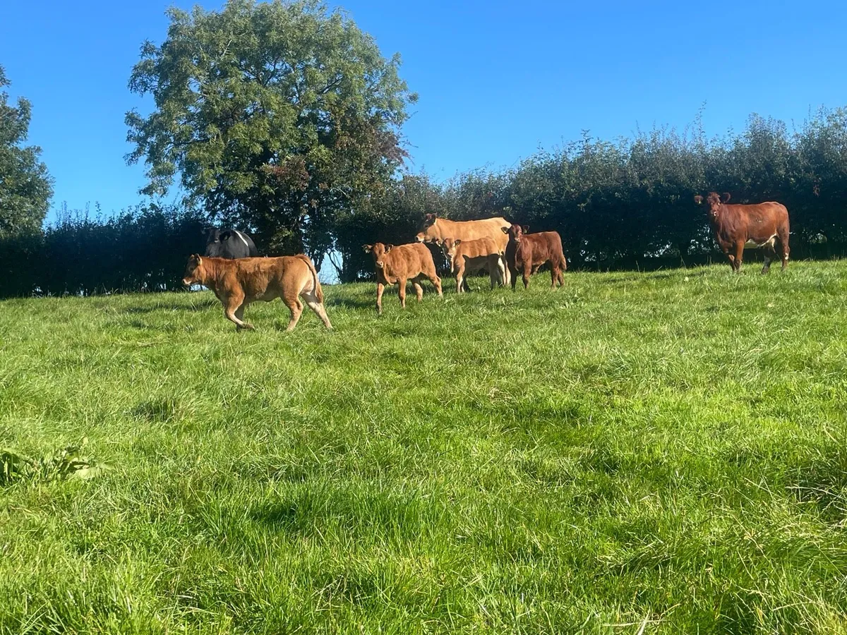Cows and calves - Image 3