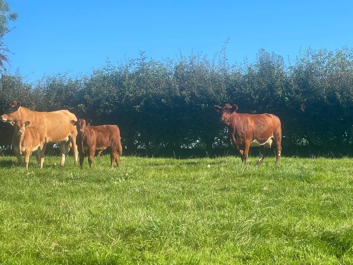 Cows and calves - Image 4