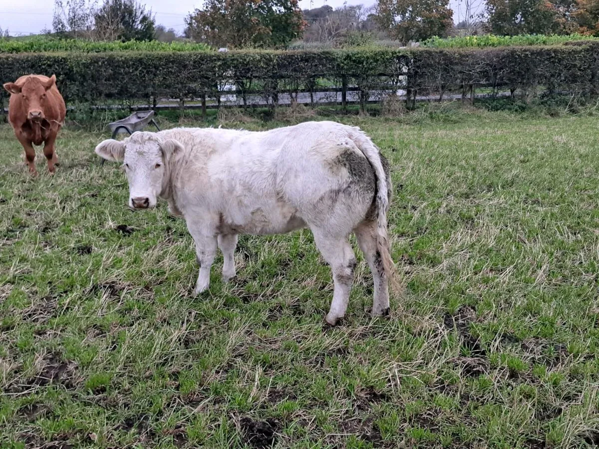 🔥BBX & LMX Breeding Heifers Ballina Mart🔥 - Image 1