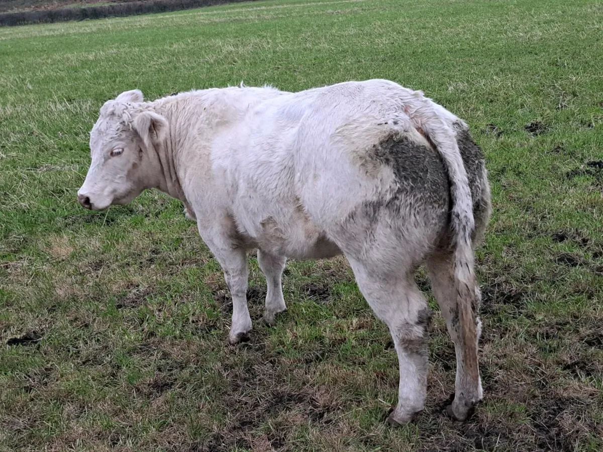 🔥BBX & LMX Breeding Heifers Ballina Mart🔥 - Image 2