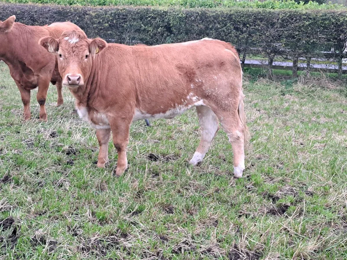 🔥BBX & LMX Breeding Heifers Ballina Mart🔥 - Image 3