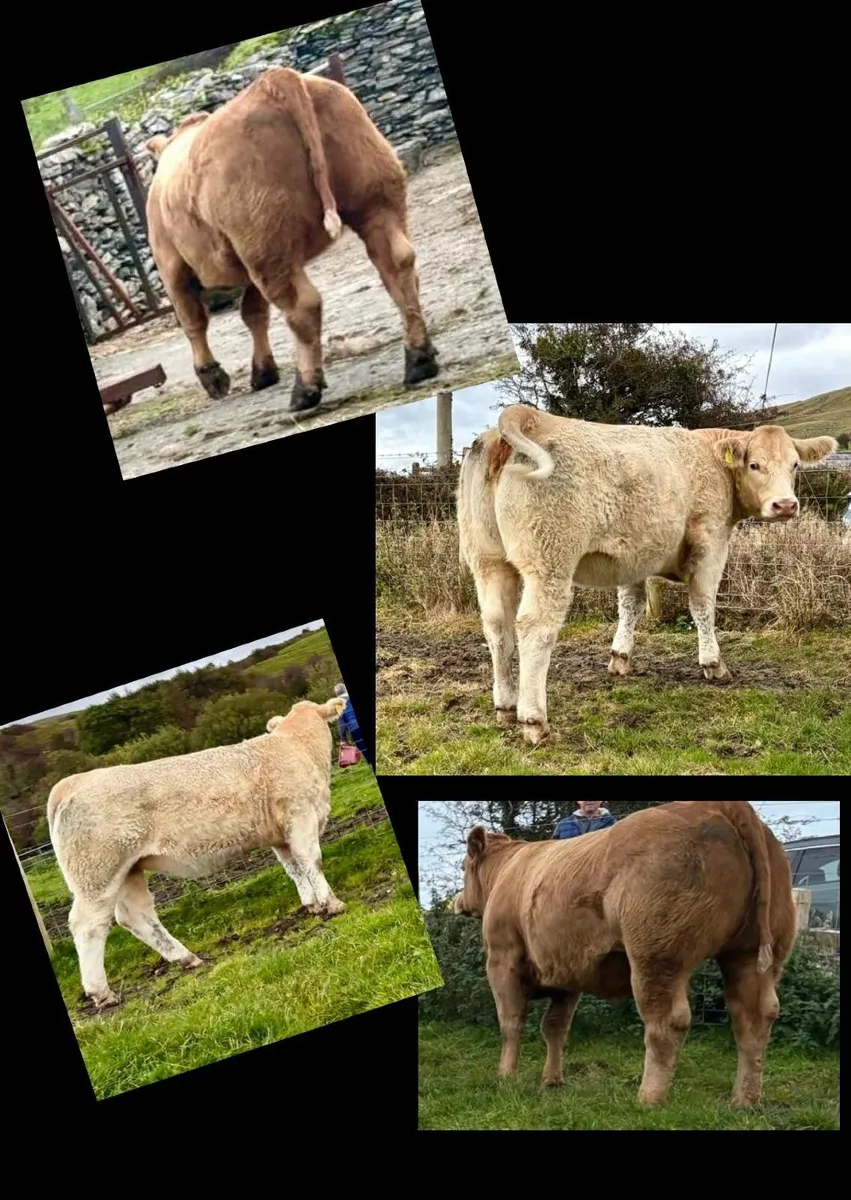 Quality Heifers - Image 4