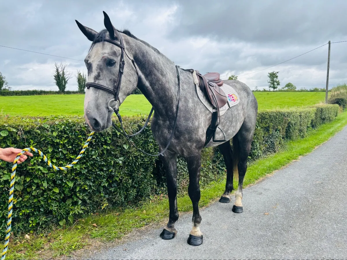 Horse - Image 1