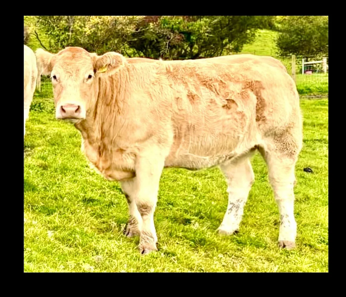 Quality Heifers - Image 1