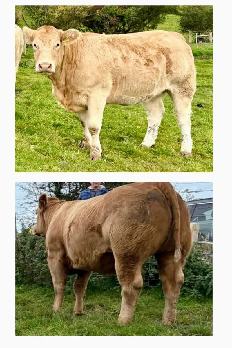 Quality Heifers - Image 3