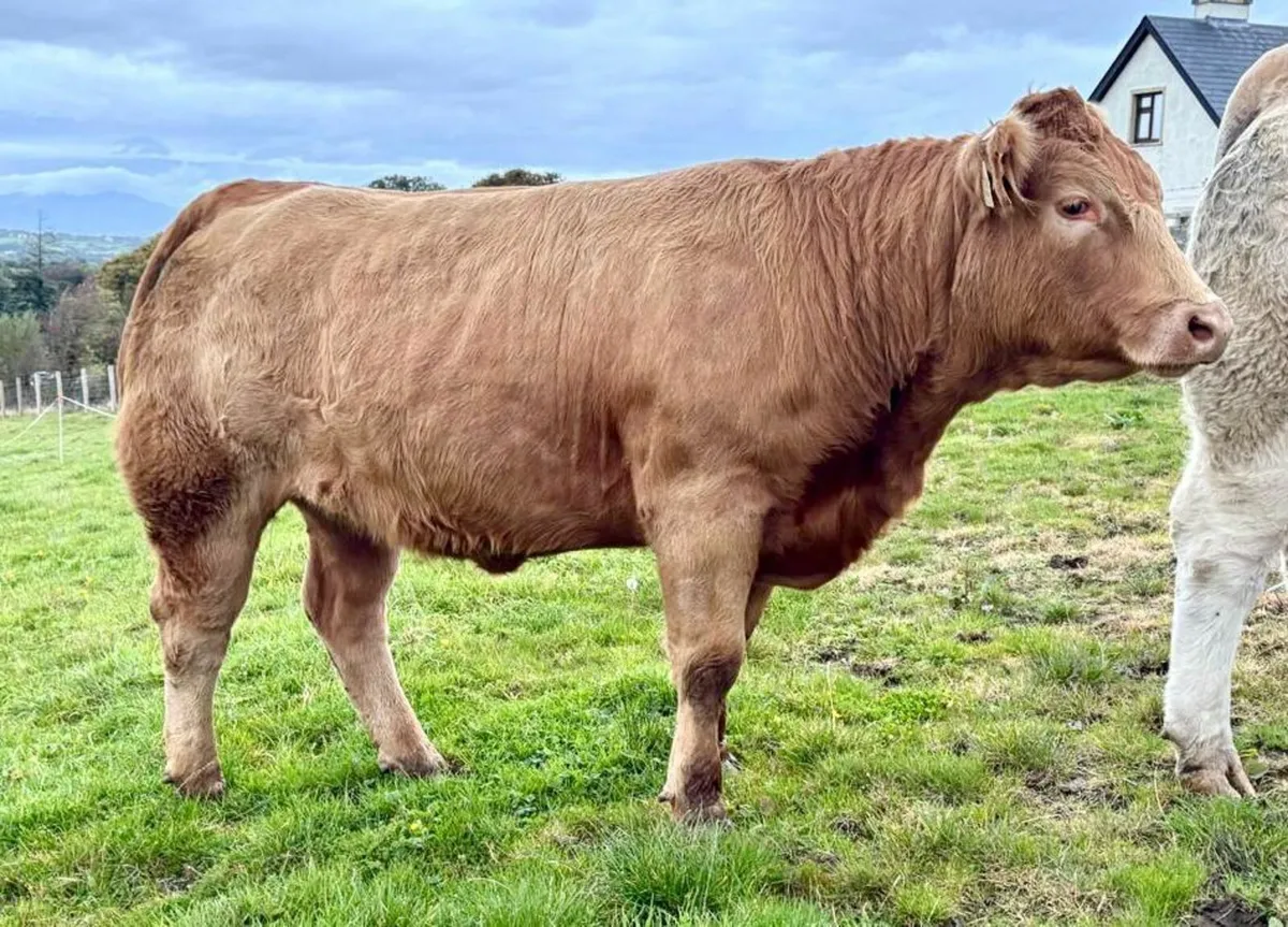 Quality Heifers - Image 2