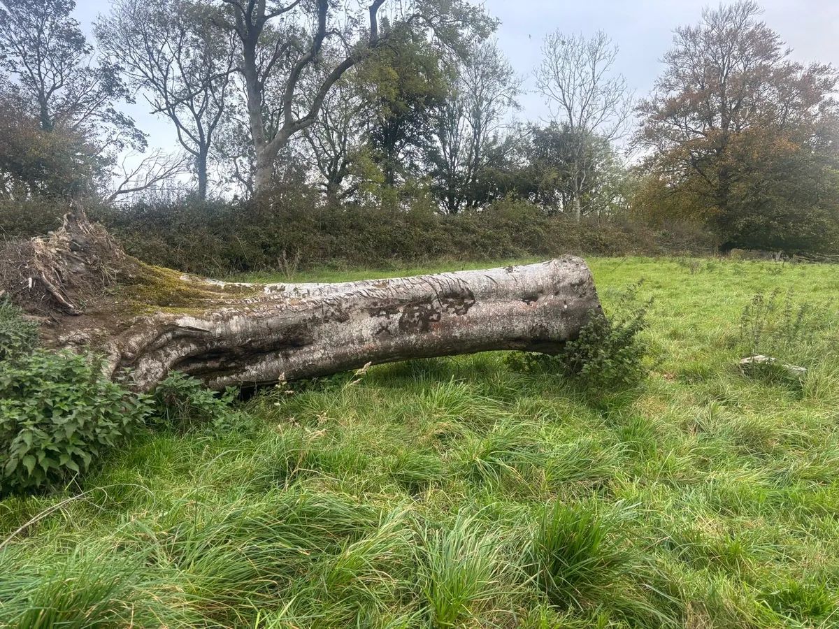 Large tree stumps / woodturning - Image 1