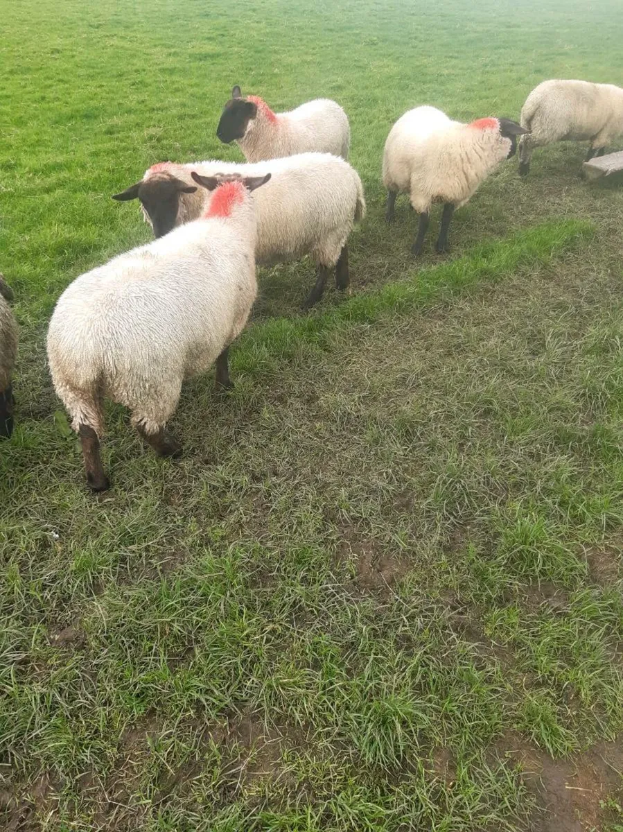 16 Ewe lambs - Image 4