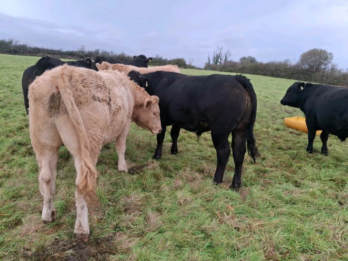 Bullocks Mohill Mart - Image 2