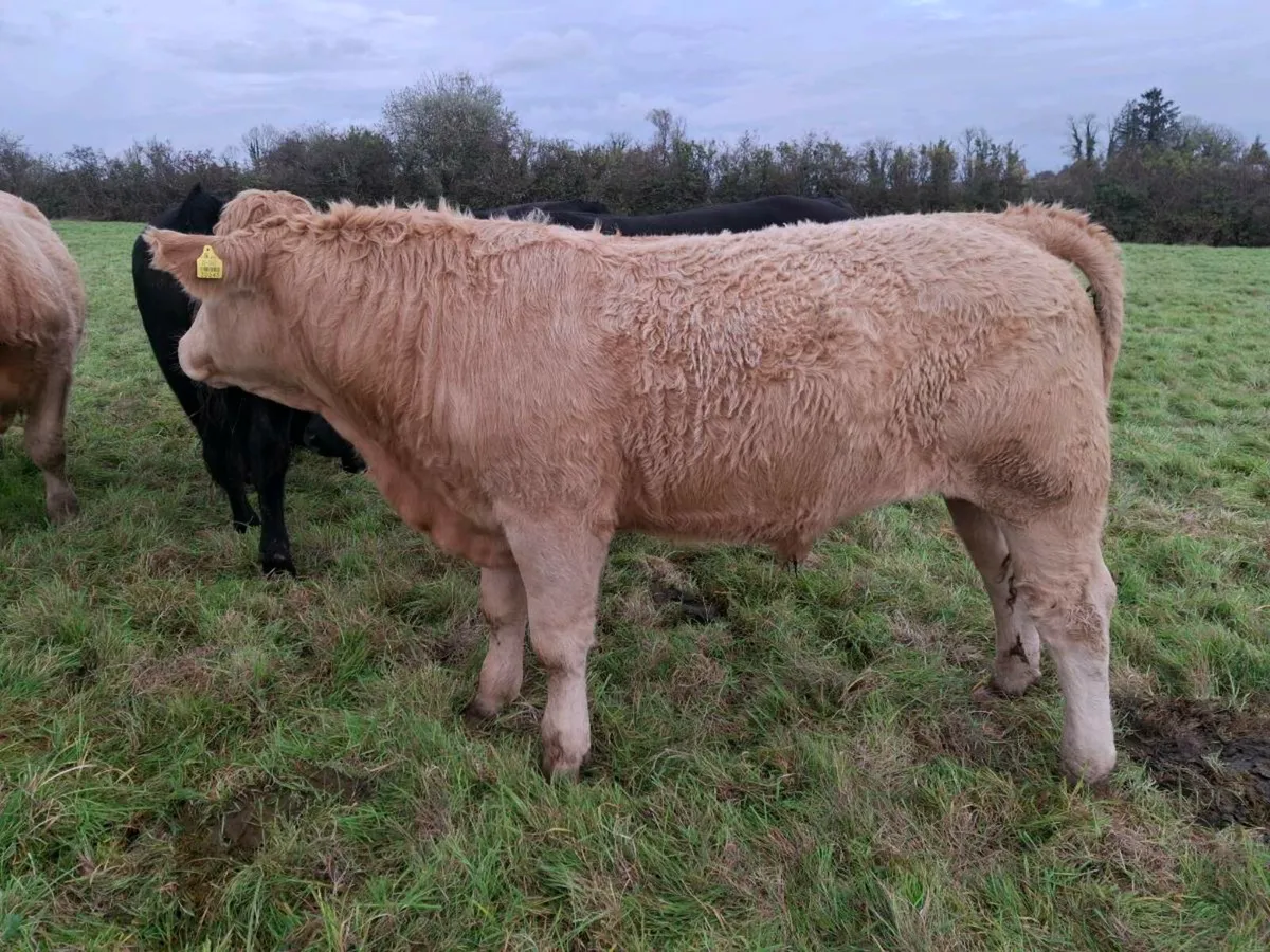 Bullocks Mohill Mart - Image 1