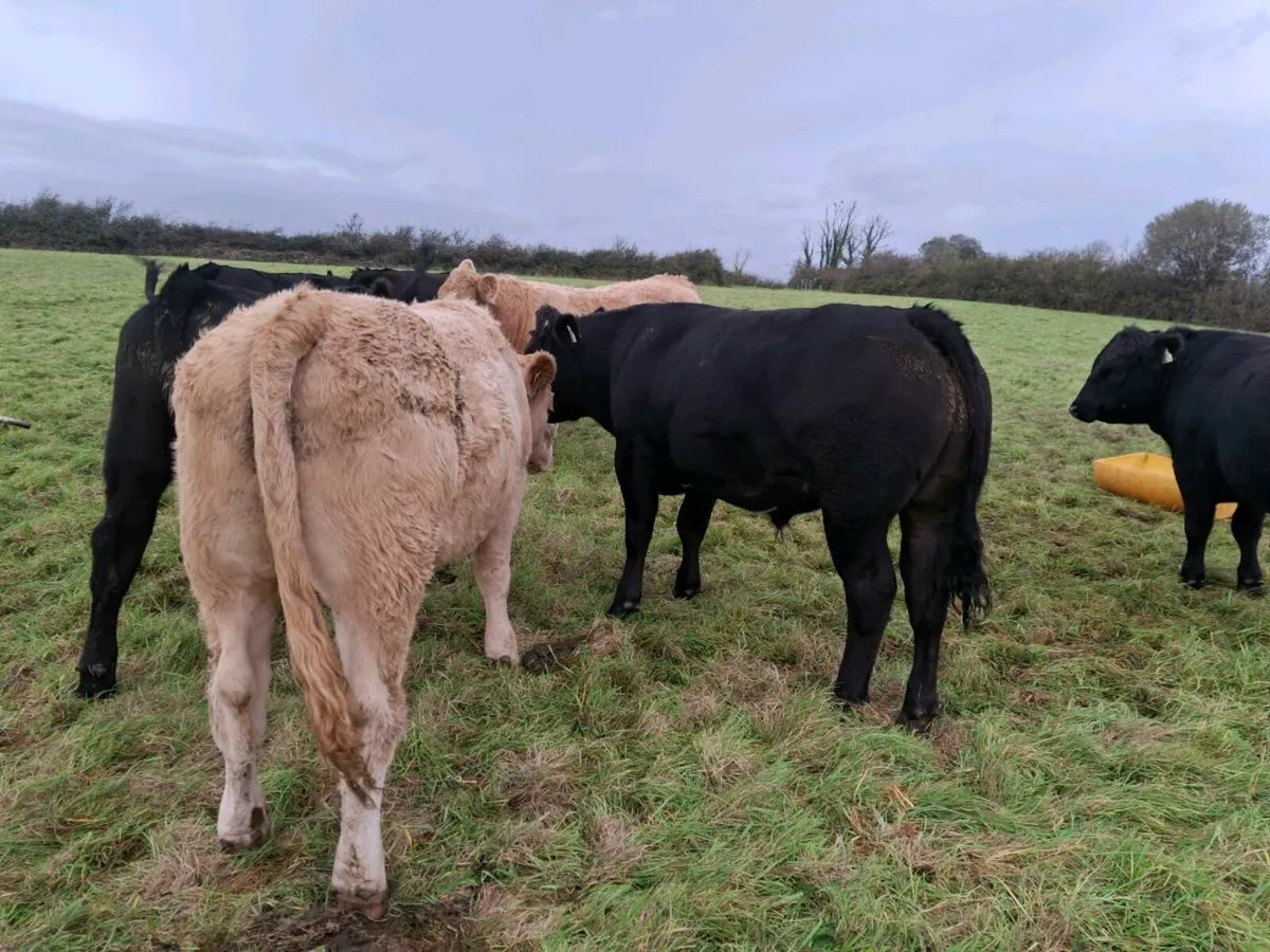 Bullocks Mohill Mart - Image 3