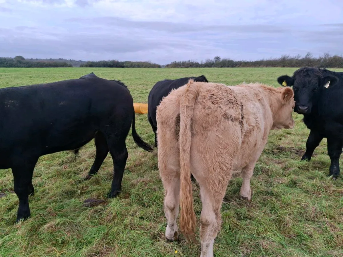 Bullocks Mohill Mart - Image 4