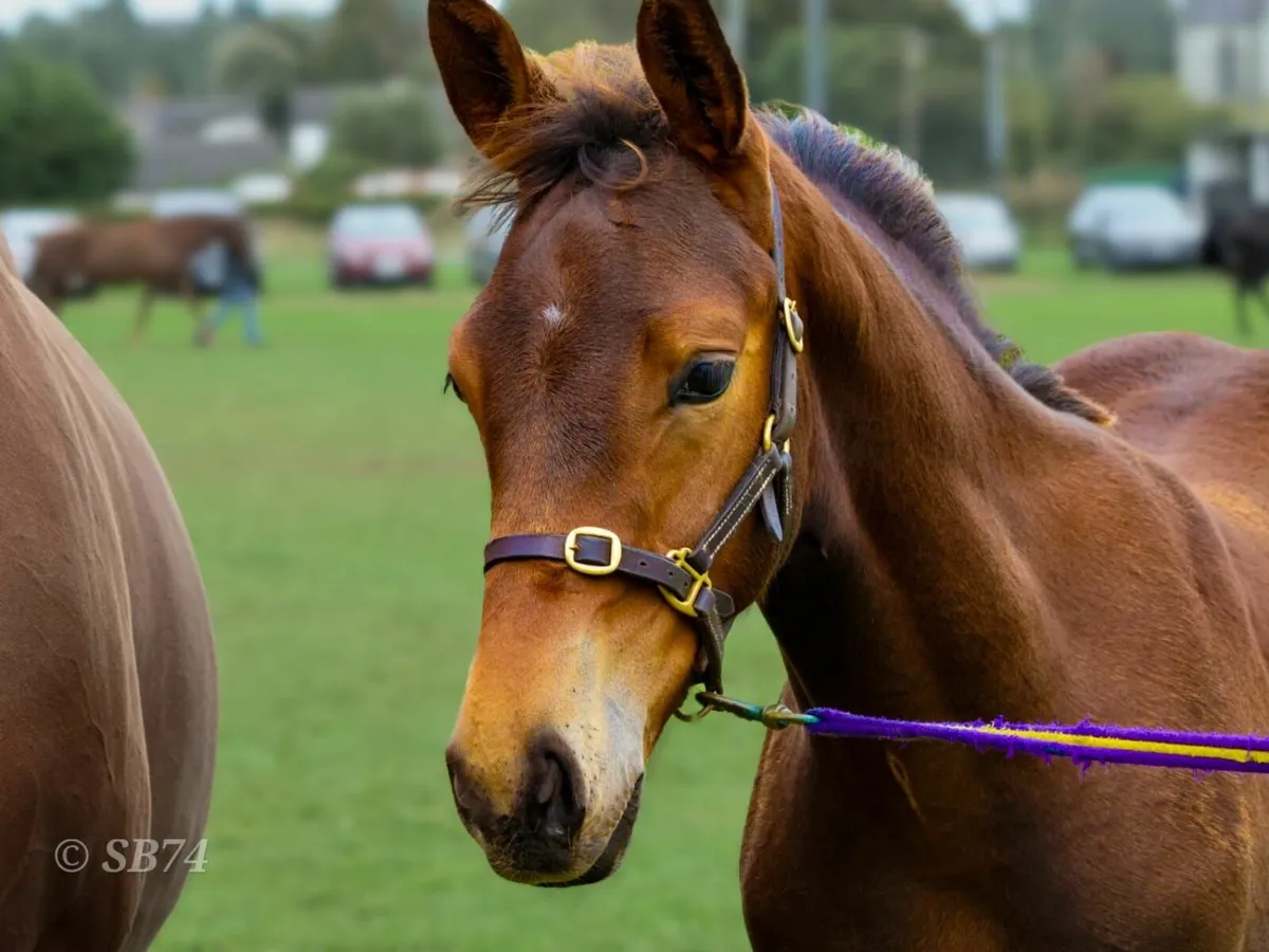 Bay Colt foal for sale - Image 1