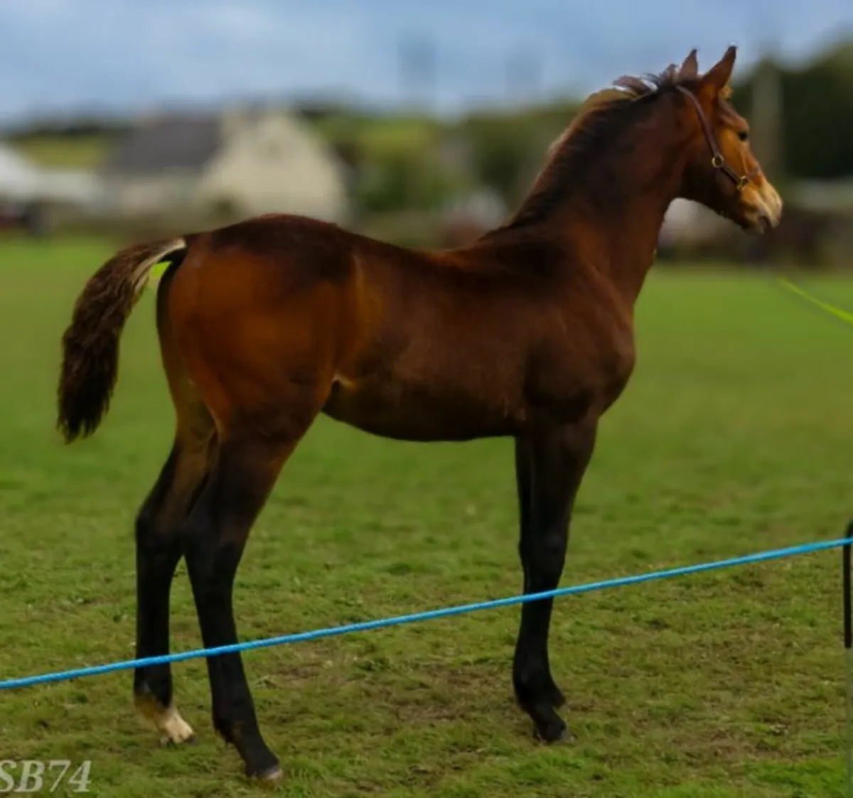 Bay Colt foal for sale - Image 2
