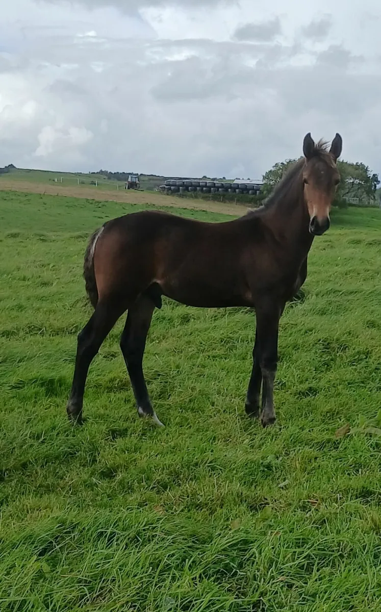 Bay Colt foal for sale - Image 3