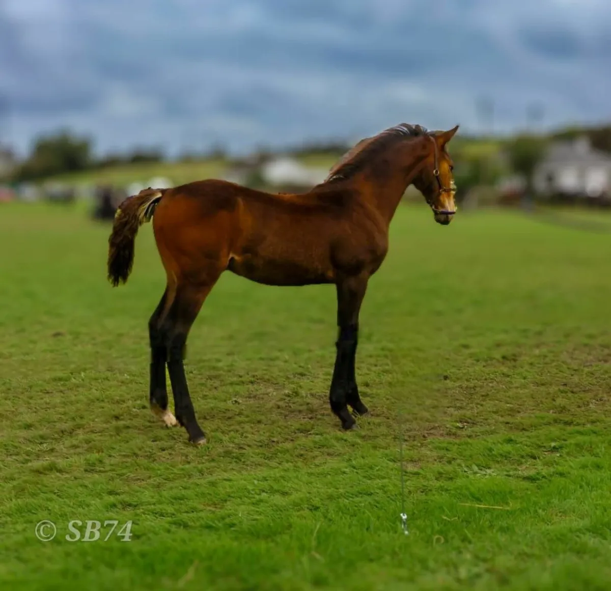 Bay Colt foal for sale - Image 4