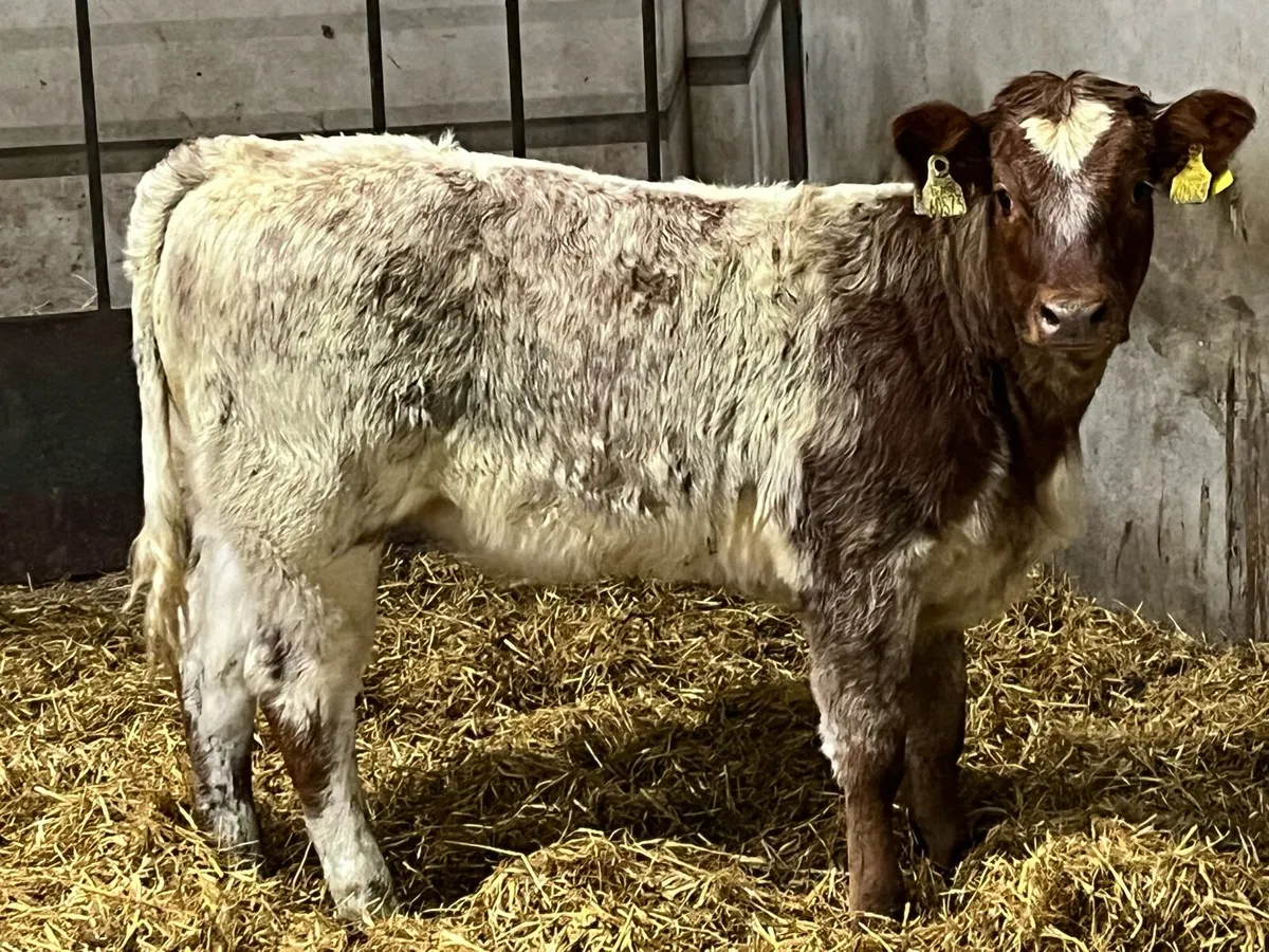 ⭐️ Super Red Roan LIM Heifer Weanling ⭐️ - Image 1