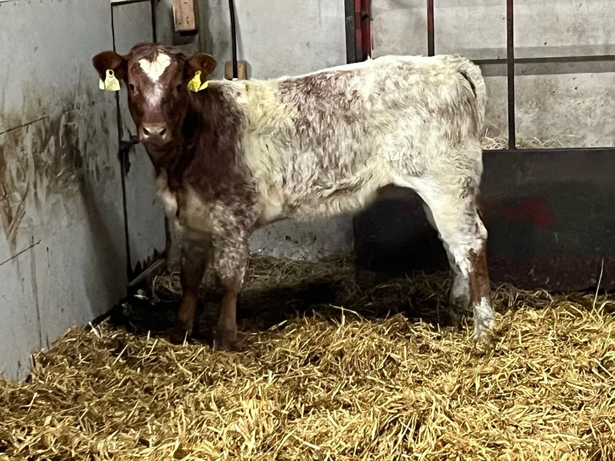 ⭐️ Super Red Roan LIM Heifer Weanling ⭐️ - Image 2