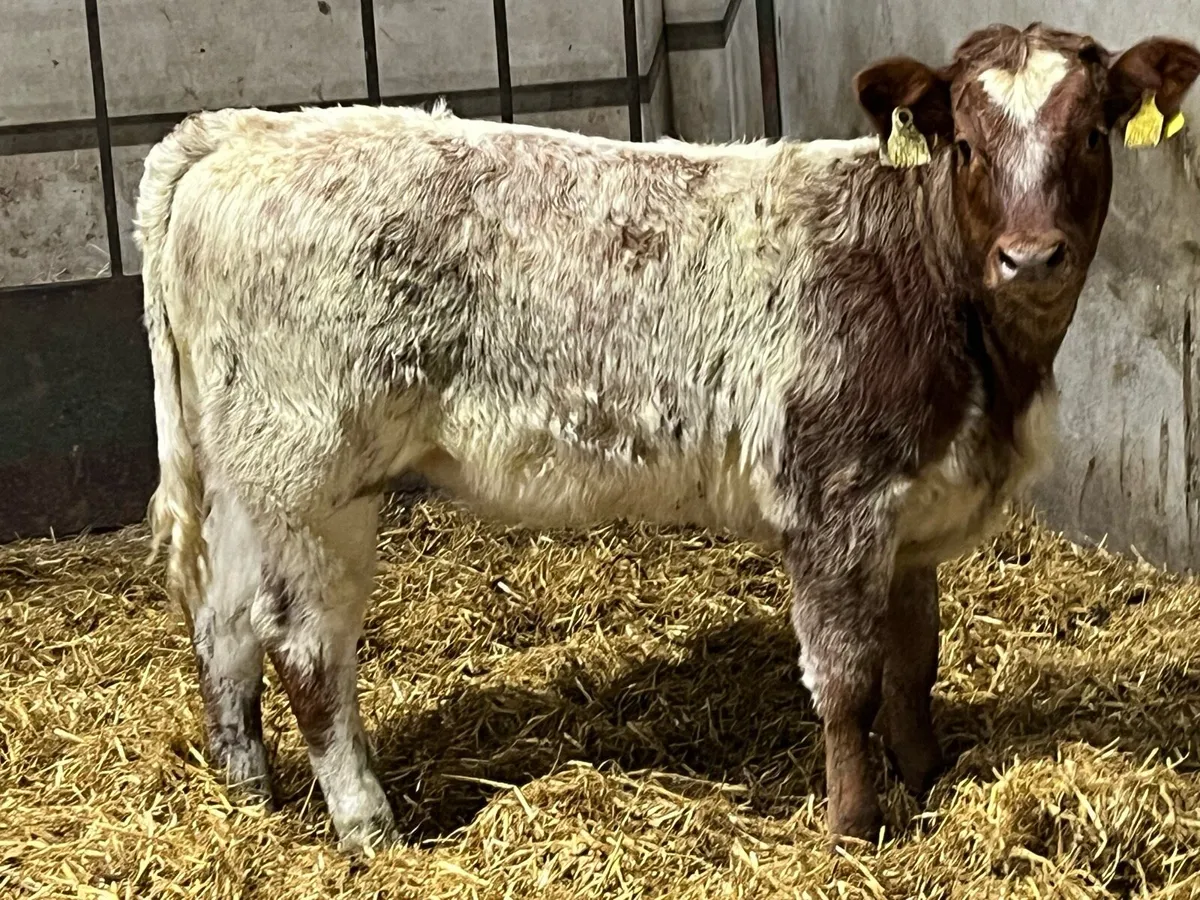 ⭐️ Super Red Roan LIM Heifer Weanling ⭐️ - Image 3
