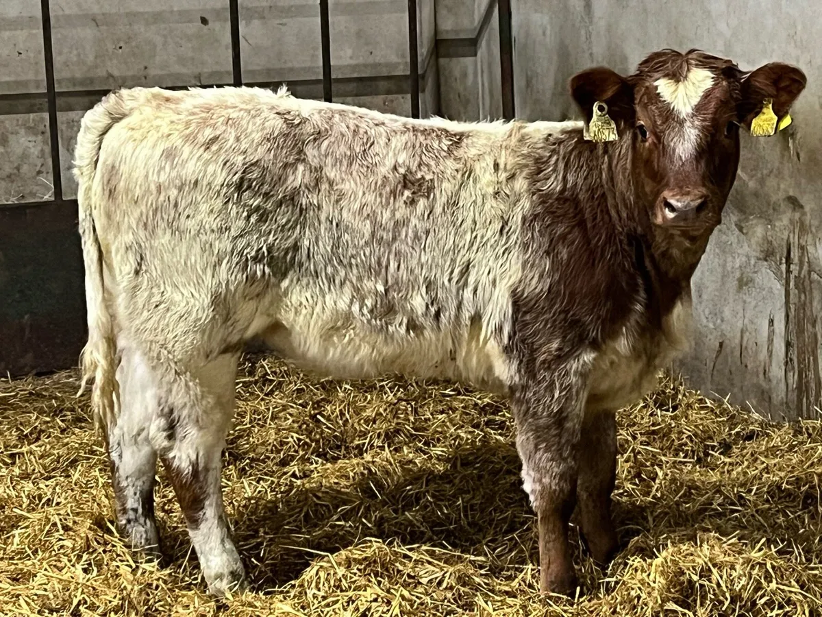 ⭐️ Super Red Roan LIM Heifer Weanling ⭐️ - Image 4