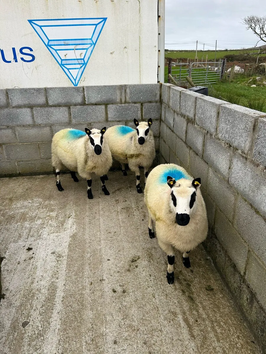 Kerry hill ram lambs - Image 1