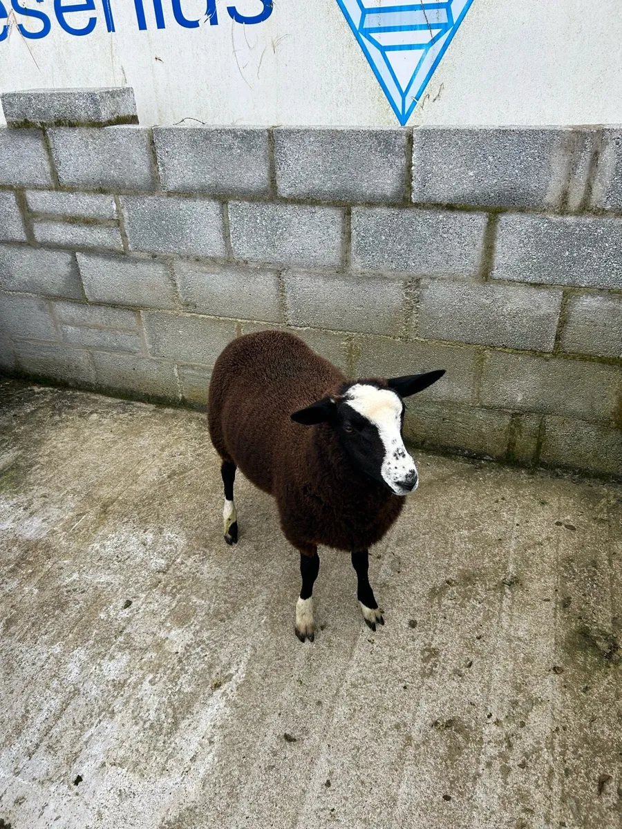 Kerry hill ram lambs - Image 2
