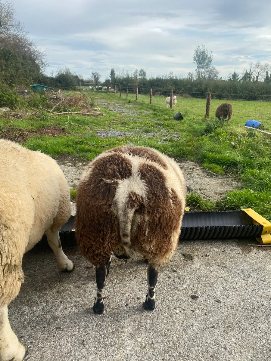 Dutch spotted Ram Lamb SIS organic - Image 2