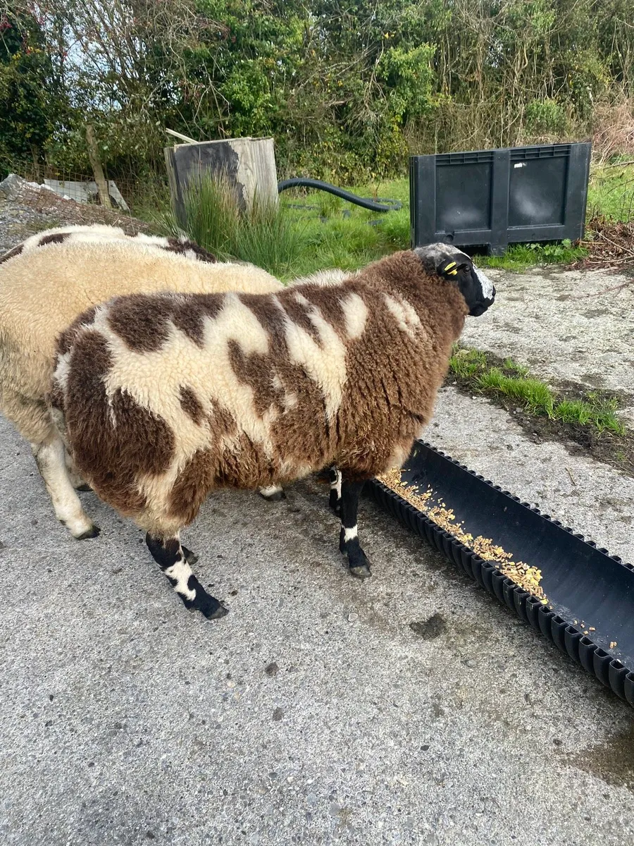 Dutch spotted Ram Lamb SIS organic - Image 1