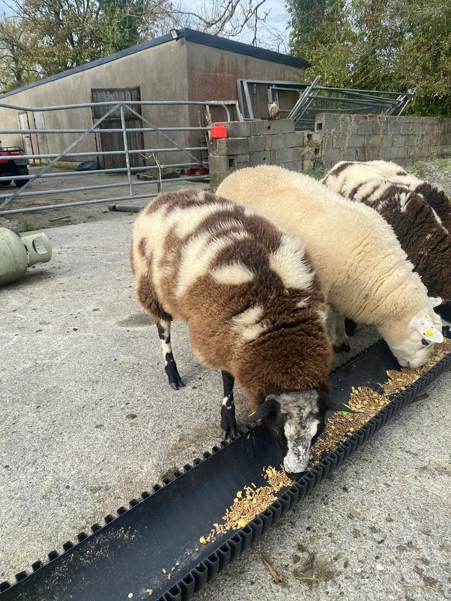 Dutch spotted Ram Lamb SIS organic - Image 3