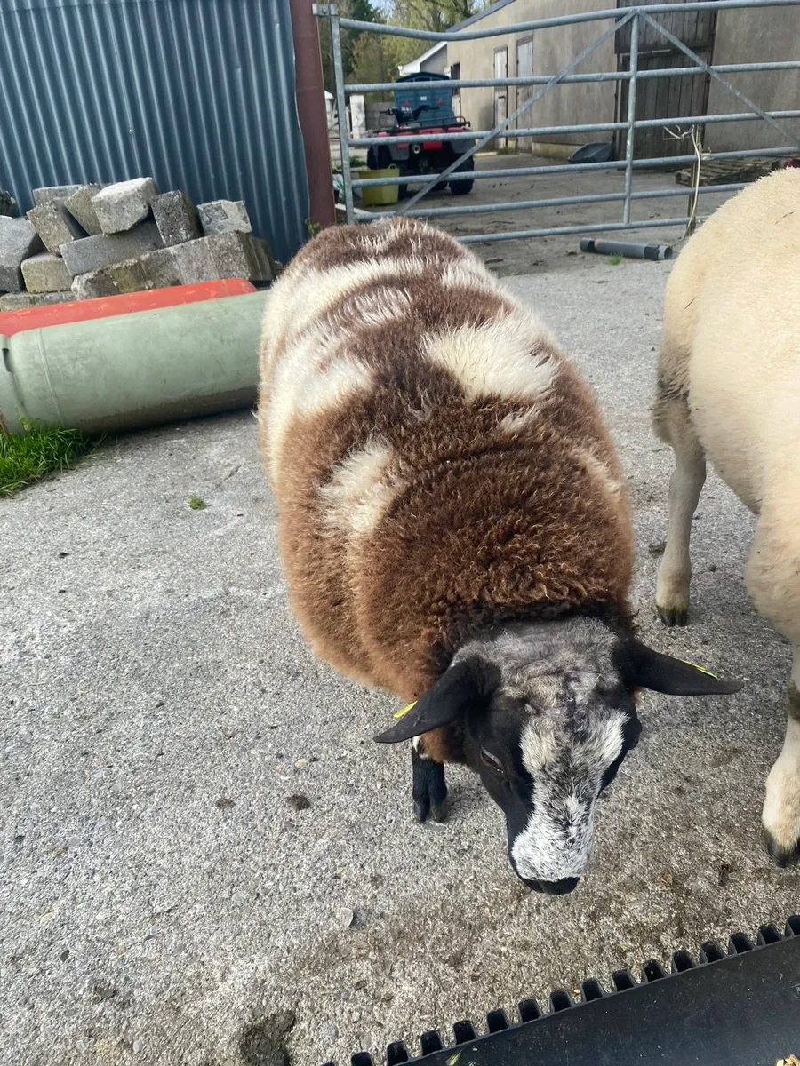 Dutch spotted Ram Lamb SIS organic - Image 4