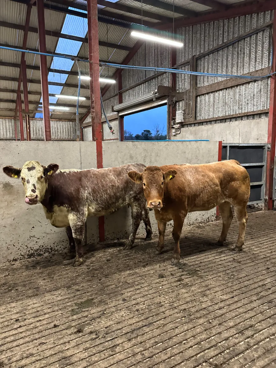 Roaned Bulling heifers - Image 1