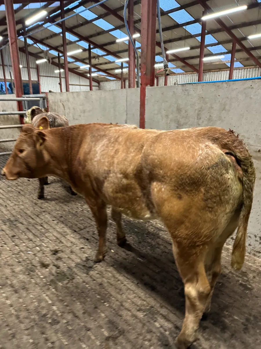 Roaned Bulling heifers - Image 3
