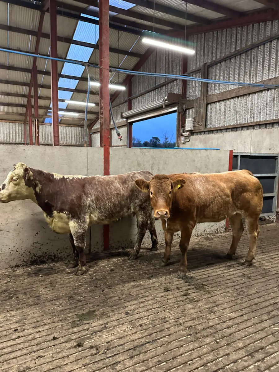 Roaned Bulling heifers - Image 2