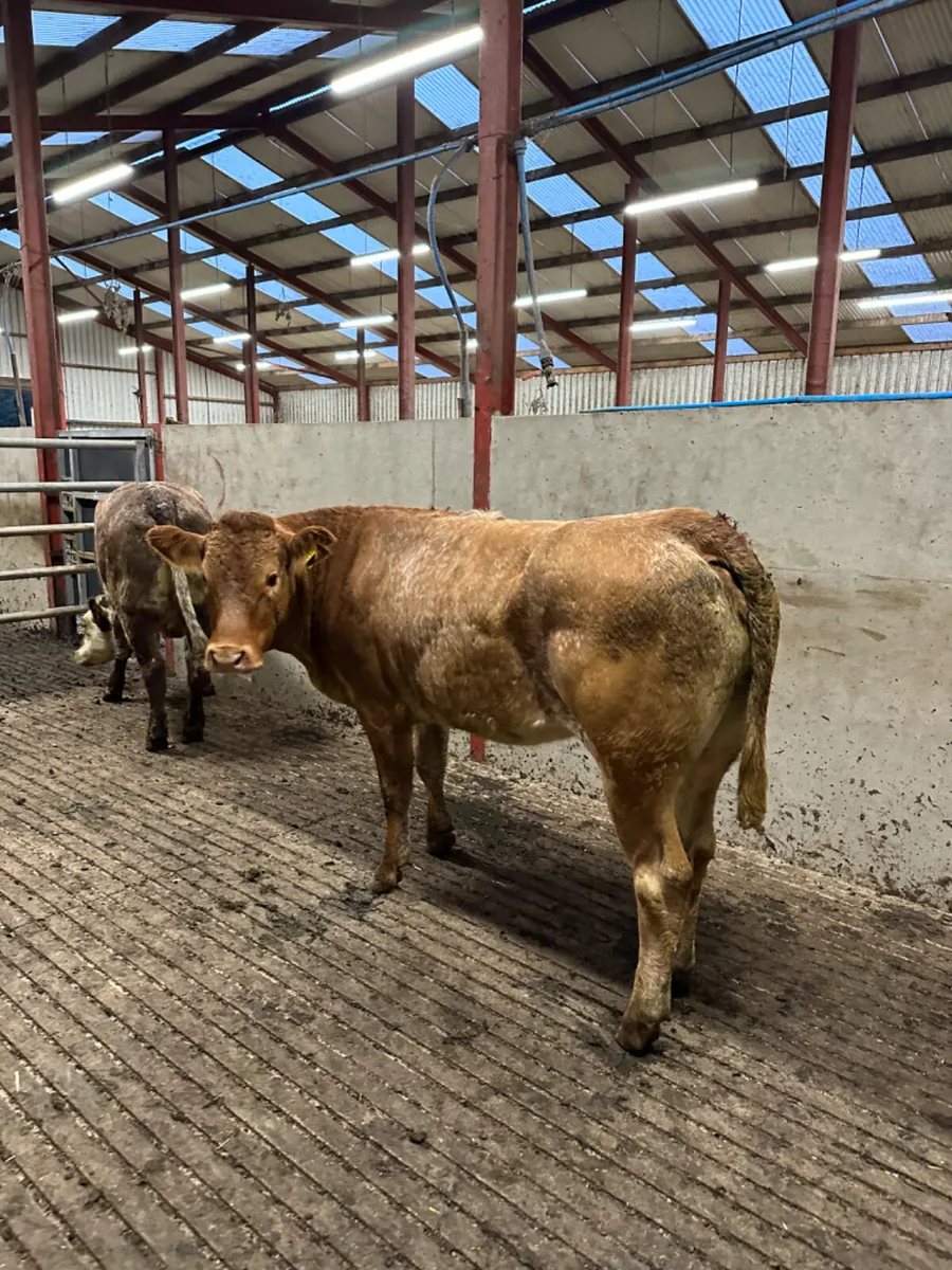 Roaned Bulling heifers - Image 4